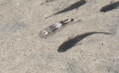 Ellochelon vaigiensis