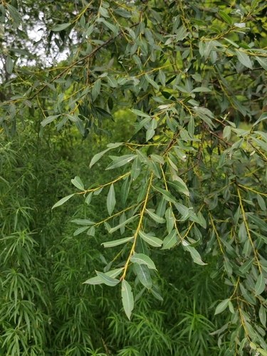 Image of Salix arbutifolia by (c) Elena_Sherehora, some rights reserved (CC BY)