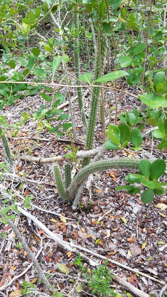 Simpson's Applecactus