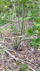 Harrisia fragrans subsp. fragrans image