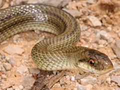 Italian Aesculapian Snake photo 4