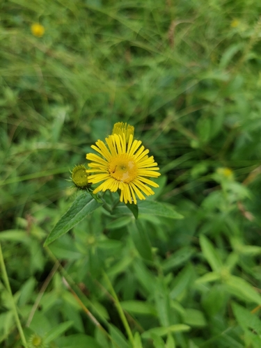 Inula japonica (Inula japonica)