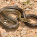 Italian Aesculapian Snake - Photo (c) Paolo Mazzei, some rights reserved (CC BY-NC), uploaded by Paolo Mazzei