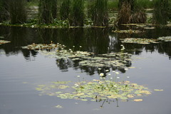 Nymphaea gracilis