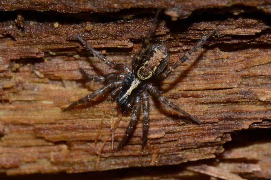 Toothed Weaver, photo 1 of 10