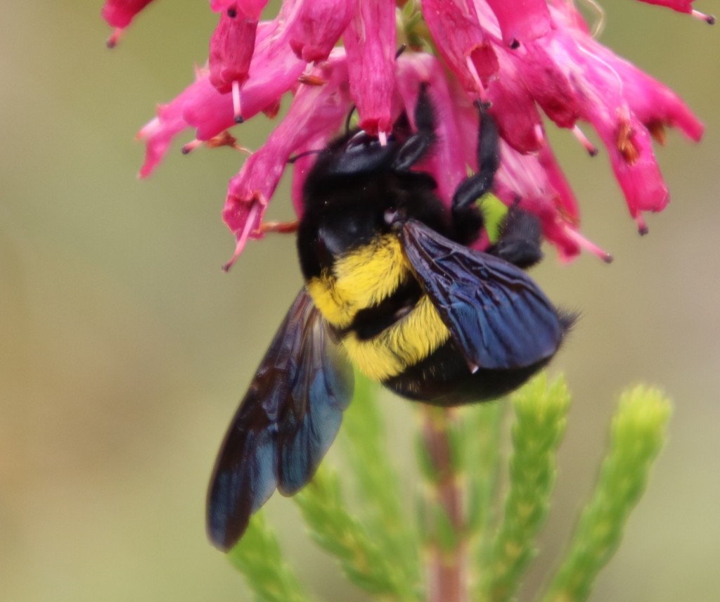 Banded Large Carpenter Bee