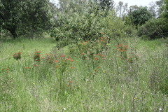 Bouvardia ternifolia