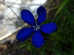 Gentiana bavarica bavarica