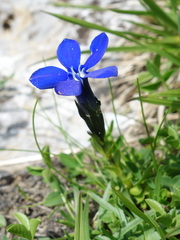 Gentiana bavarica bavarica