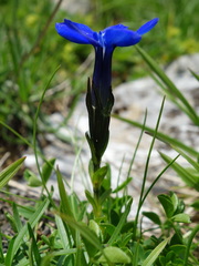 Gentiana bavarica bavarica