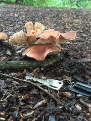Rhodocybe piperita