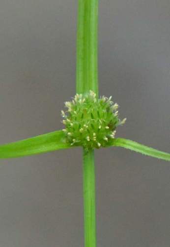 Cyperus kamtschaticus iNat (2)