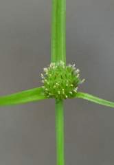 Cyperus kamtschaticus
