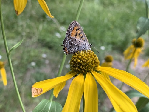 Tailed Copper photo 4
