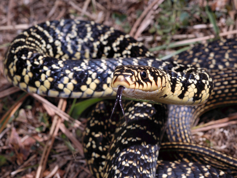 Western Whip Snake