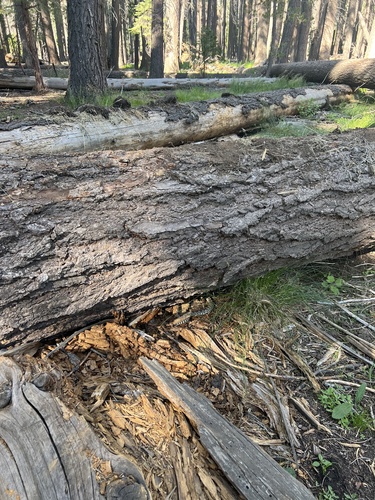 iNaturalist observation photo of Northern Pacific Rattlesnake
