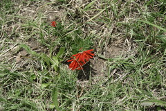 Bouvardia ternifolia