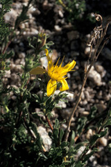 Ericameria suffruticosa