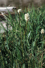 Bistorta bistortoides