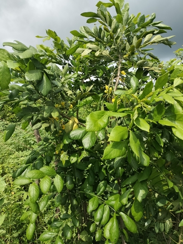 Senna fruticosa, photograph 6