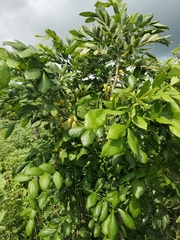 Senna fruticosa, photograph author not stated, no rights reserved
