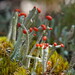 Cladonia macilenta - Photo (c) Hans,  זכויות יוצרים חלקיות (CC BY-NC), הועלה על ידי Hans