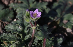 Erodium brachycarpum