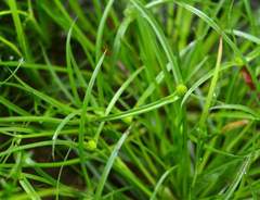 Cyperus kamtschaticus