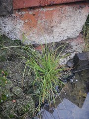 Cyperus kamtschaticus