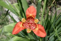 Tigridia pavonia