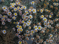 Erigeron leiomerus
