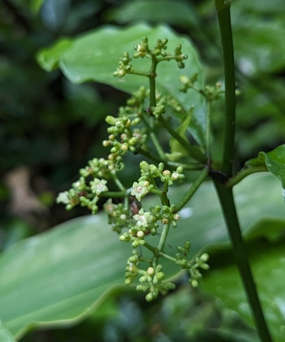 Psychotria borjensis