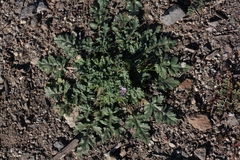 Erodium brachycarpum