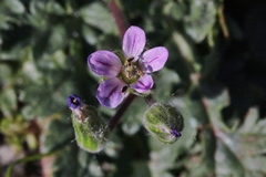 Erodium brachycarpum