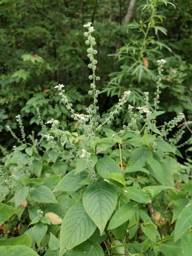 Circaea cordata (Circaea cordata)