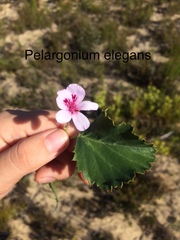 Pelargonium elegans