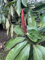 Costus pulverulentus image