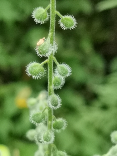 Circaea cordata, photograph 6