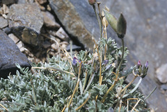 Oxytropis parryi