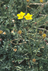 Potentilla rubricaulis