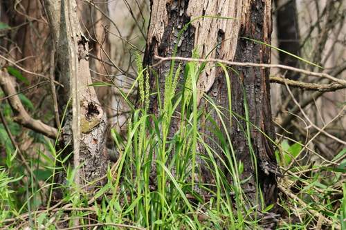 Image of Glyceria obtusa by (c) er-birds, some rights reserved (CC BY)