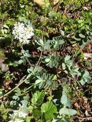 Veronica pinguifolia