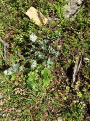 Veronica pinguifolia