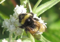 Bombus terricola image