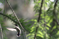 Cynanthus latirostris