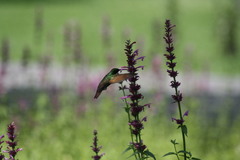 Saucerottia beryllina