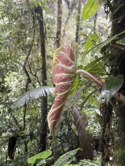 Philodendron verrucosum image