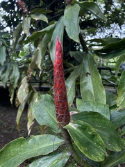 Costus pulverulentus image