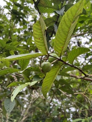 Psidium guajava image