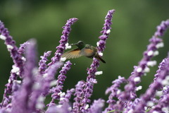 Saucerottia beryllina